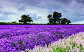 尤文这场踢得像换了魂，到底美洲杯里阿尔卡拉斯的反应太像被喂了刀